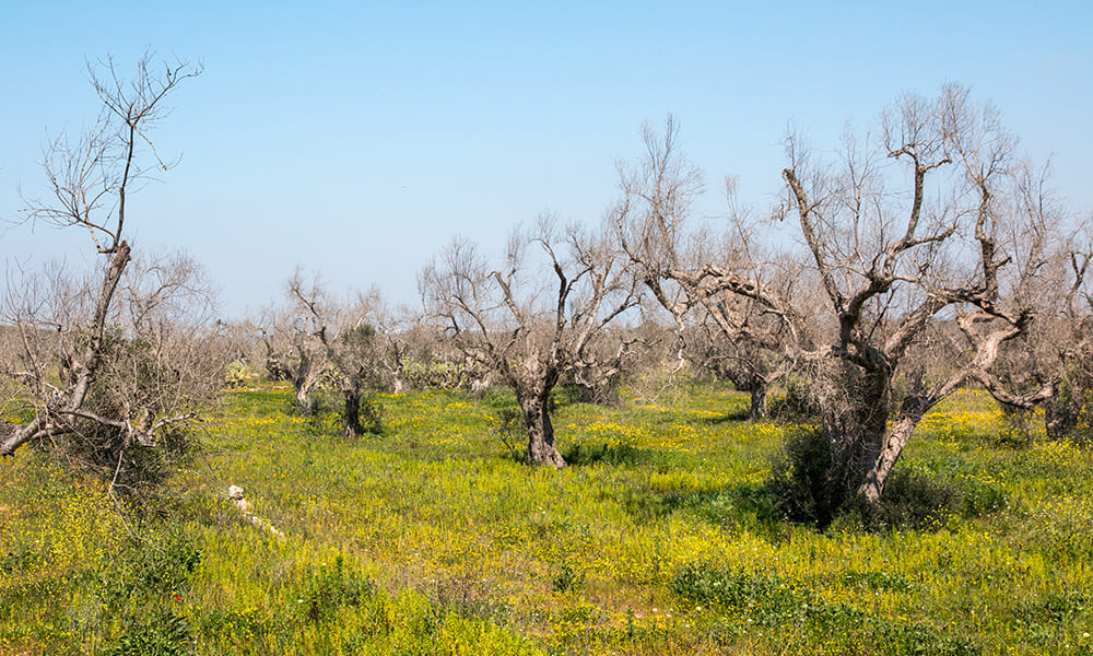 misure fitosanitarie, xylella