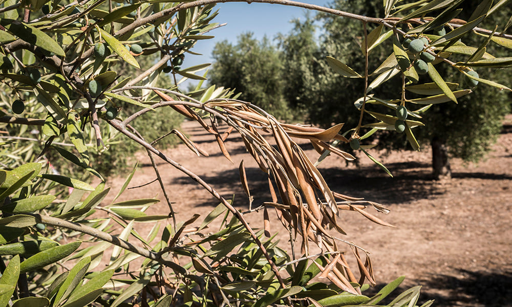 misure fitosanitarie, xylella fastidiosa