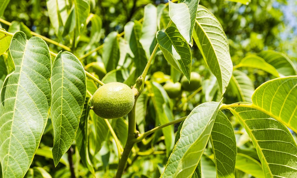 misure fitosanitarie, pianta juglans