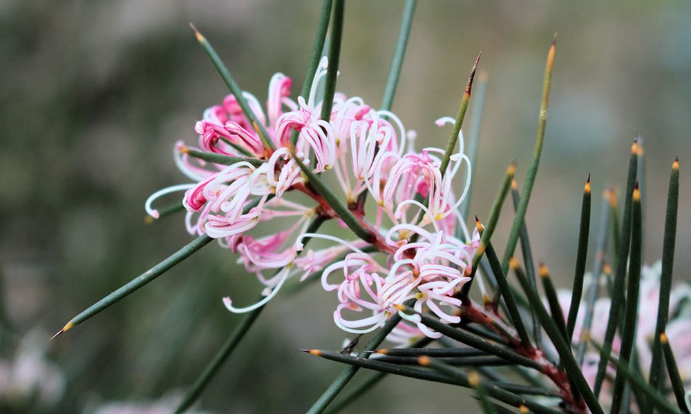 misure fitosanitarie, pianta esotica hakea sericea