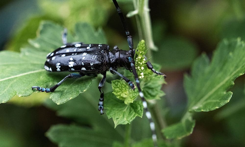 Anoplophora chinensis