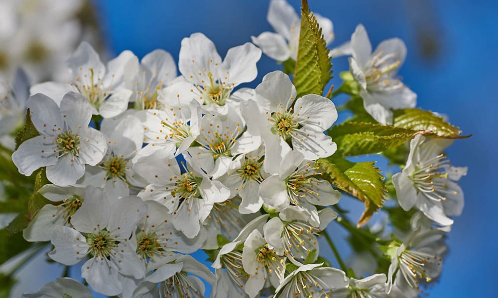 Prunus domestica e Prunus cerasifera
