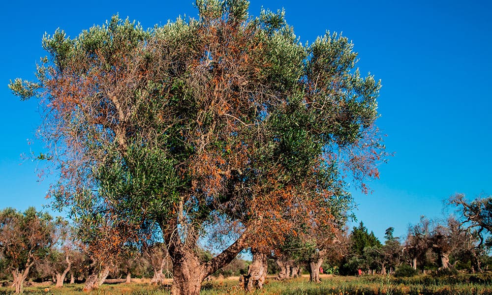 EFSA has updated the Xylella spp
